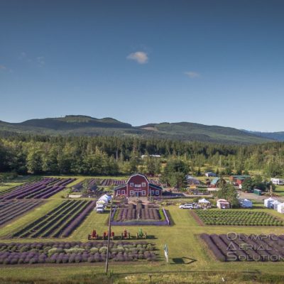 Lavender Farm, Sequim Washington - drone aerial photography